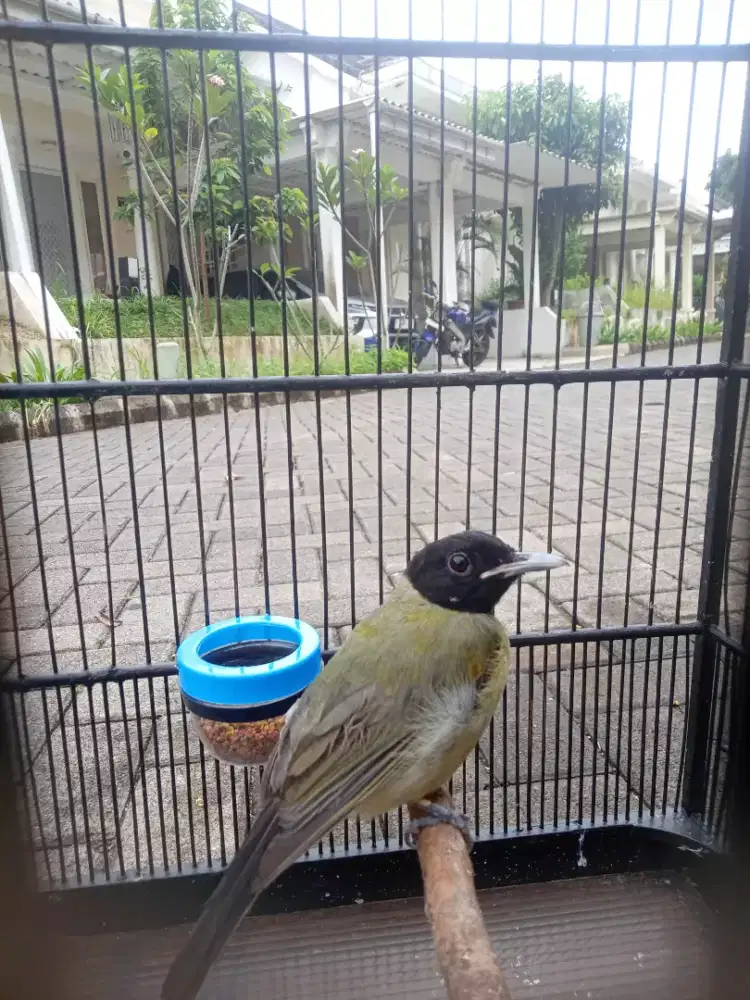 Burung samyong bunyi