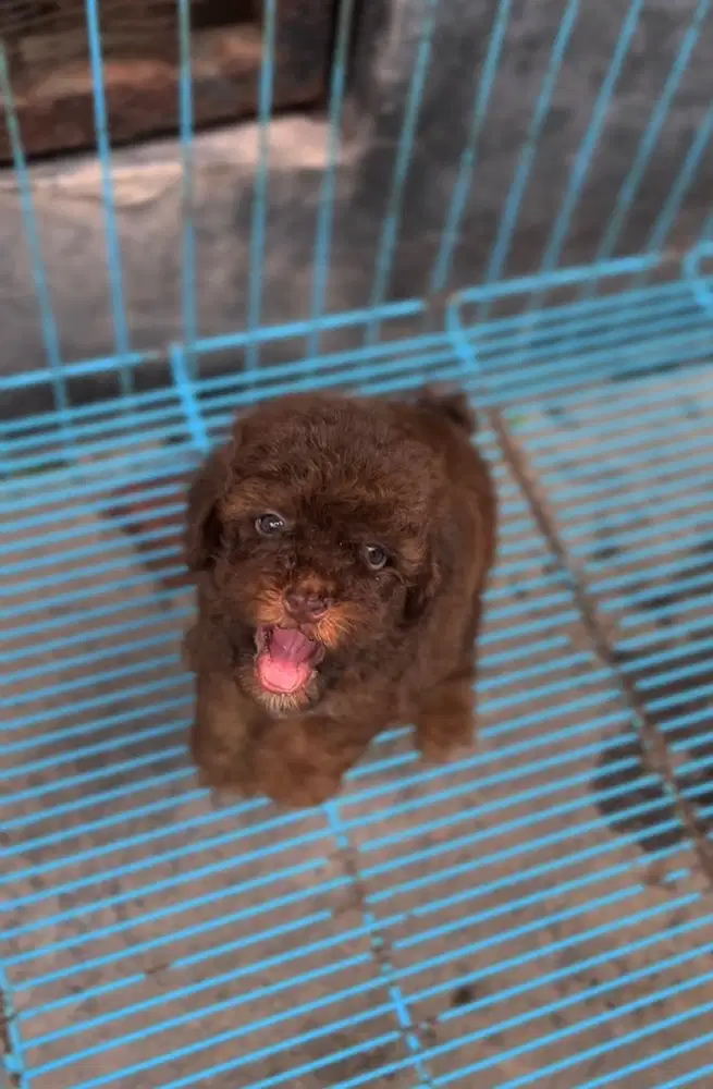 Anjing toy poodle phantom choco
