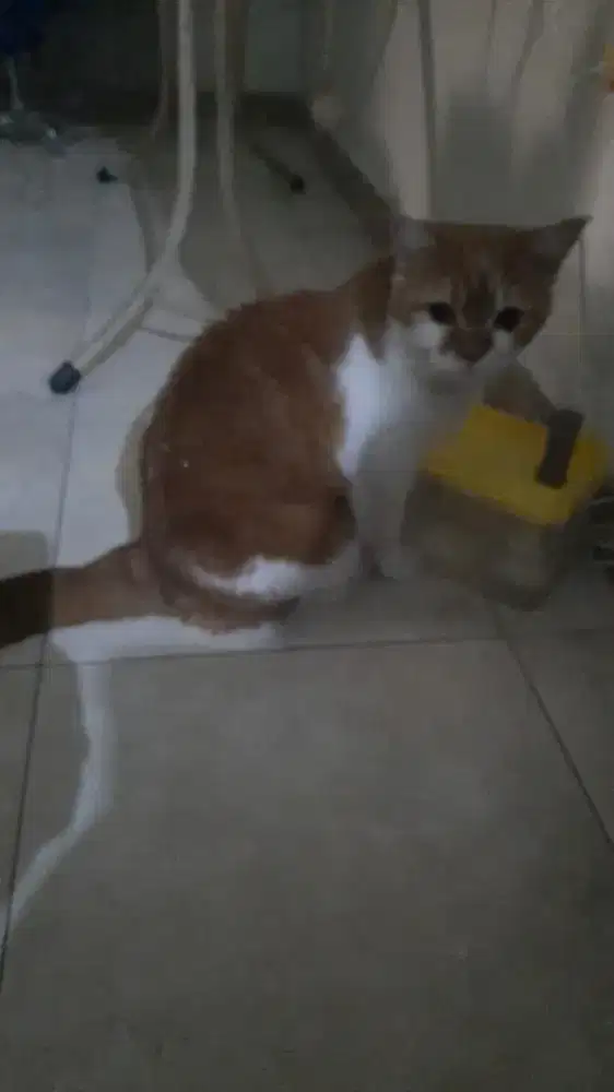 Kucing oren gembul