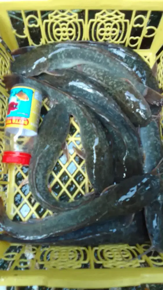 Ikan lele murah