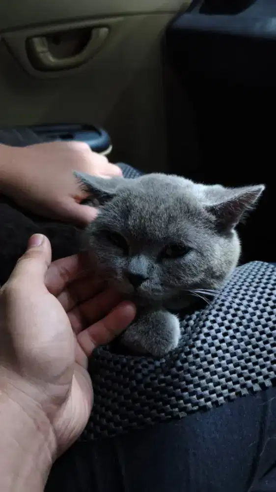 Kucing BSH solid blue