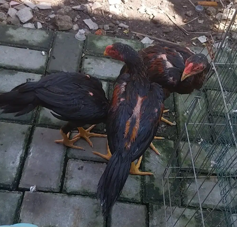 Ayam ekorlidi super