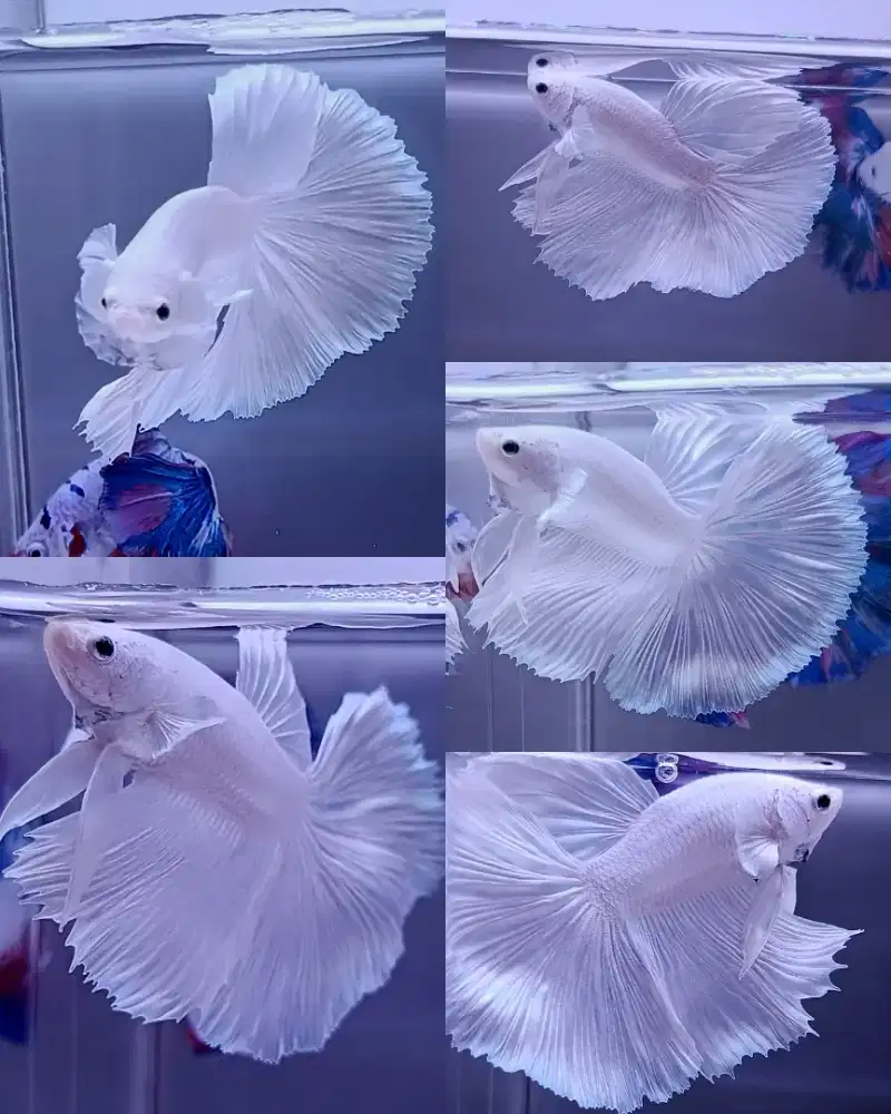 ikan cupang halfmoon white