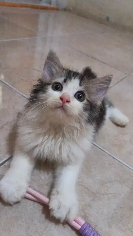 Kucing anggora umur 3 bulan bekasi