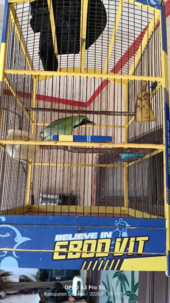 Jual burung sesuwai gambar