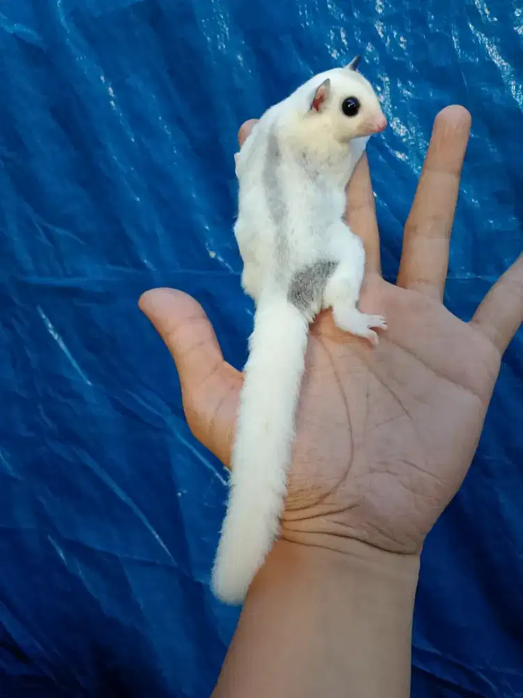 Sugar glider Joey pied jantan