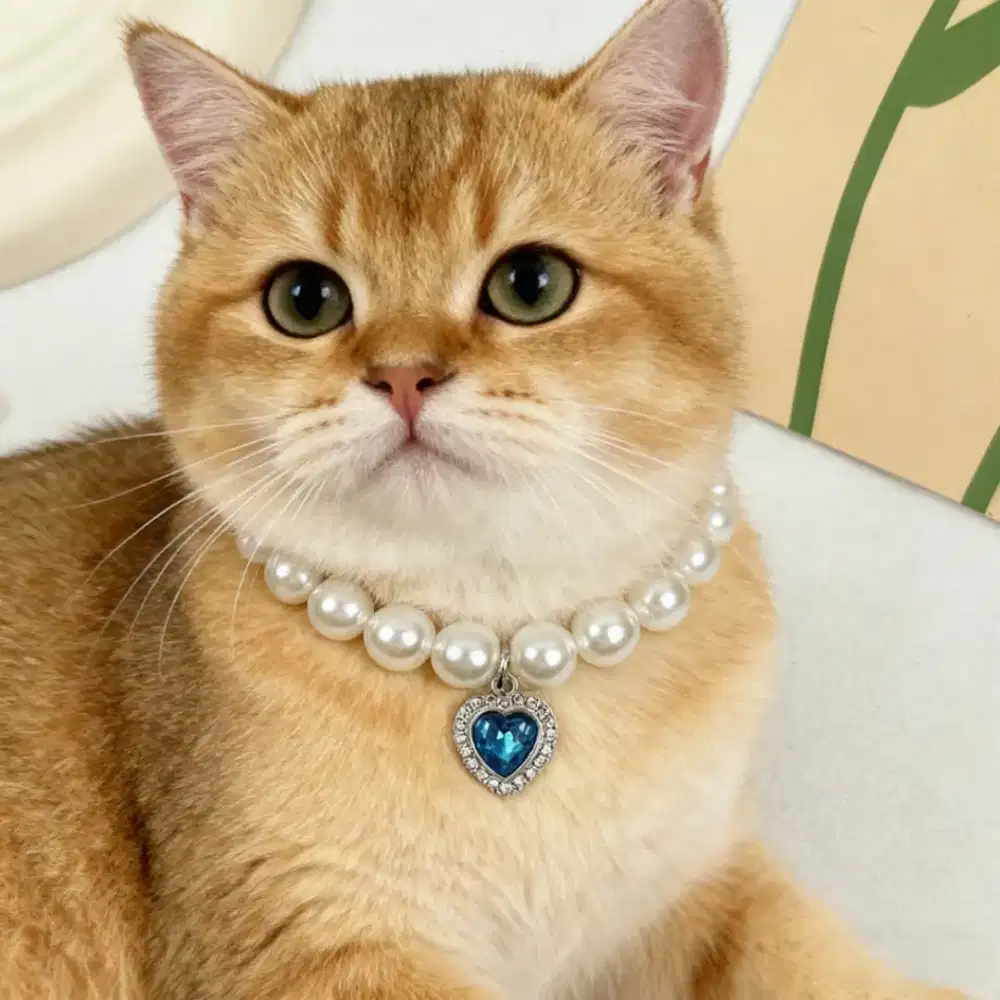 COD Kalung Mutiara Pet Kalung Mutiara Kucing - Kalung Kucing.