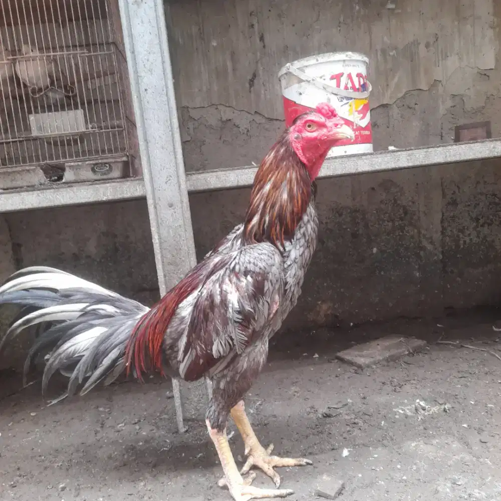 Ayam Jago Bangkok