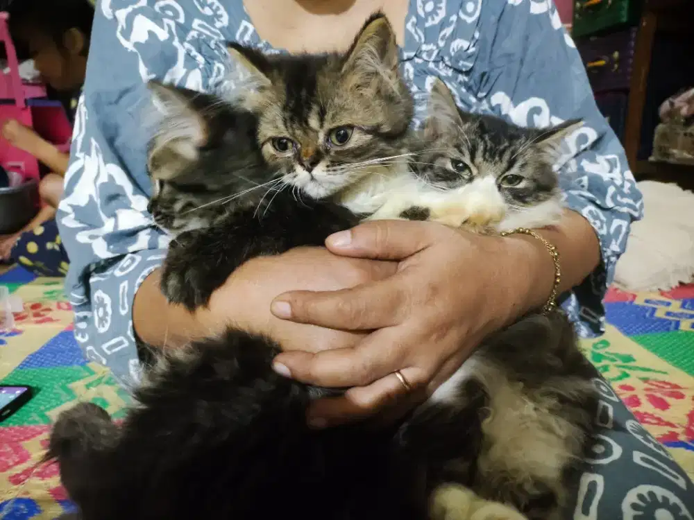 Kucing persia umur 6 bln