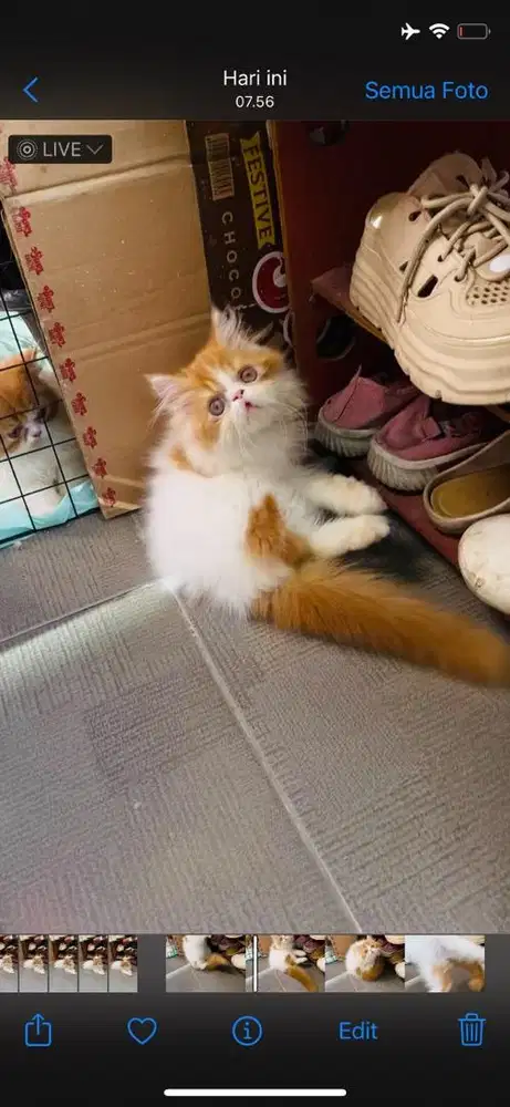 KITTEN PERSIAN PEAKNOSE BULU KAPAS