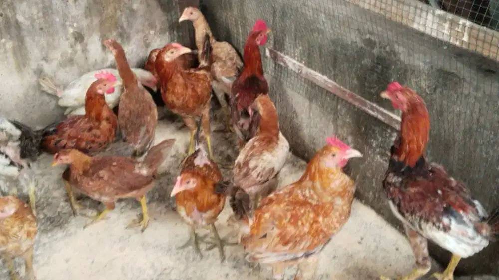 Ayam Kampung Asli