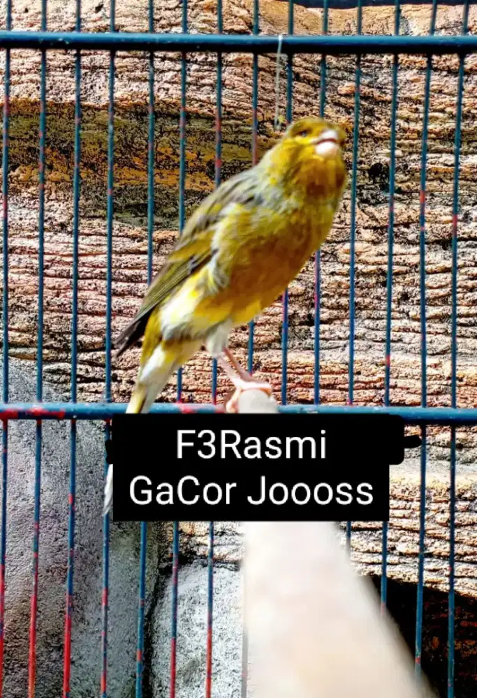 Kenari F3Rasmi Gacor