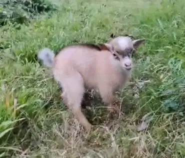 1 ekor anakan kambing mini pygmi jantan asli ori 4 bulanan kerdil unik