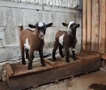 1 ekor anakan kambing mini pygmi jantan asli ori 4 bulanan kerdil unik