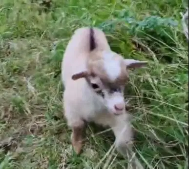 1 ekor anakan kambing mini pygmi 3-4 bulanan TB 30cm asli kerdil orian