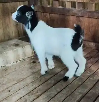 1 ekor anakan kambing mini pygmi 3-4 bulanan TB 30cm asli kerdil orian