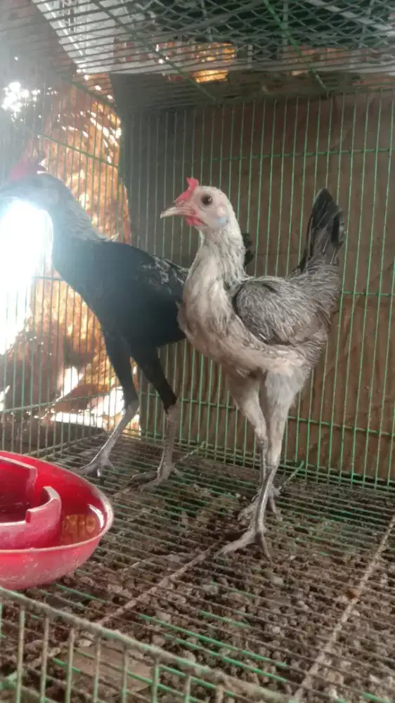 Ayam MGB siapan sepansg