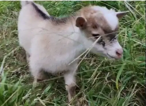 1 ekor anakan kambing mini pygmi 3-4 bulanan TB 30cm exotik original