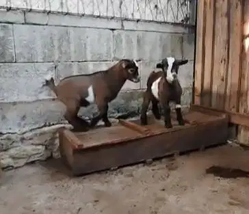 1 ekor anakan kambing mini pygmi 3-4 bulanan TB 30cm exotik original