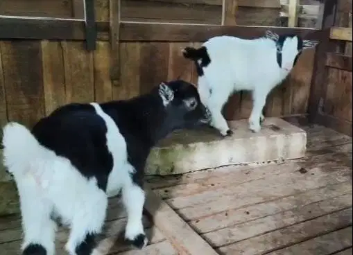 1 ekor anakan kambing mini pygmi 3-4 bulanan exotik TB 30cm kerdil ori