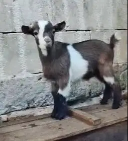 1 ekor anakan kambing mini pygmi 3-4 bulanan exotik TB 30cm kerdil ori