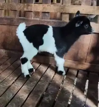 1 ekor anakan kambing mini pygmi 3-4 bulanan exotik TB 30cm orian unik