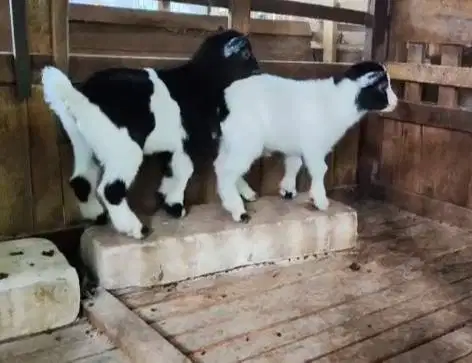 1 ekor anakan kambing mini pygmi 3-4 bulanan exotik TB 30cm orian unik