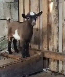 1 ekor anakan kambing mini pygmi 3-4 bulanan exotik TB 30cm orian unik