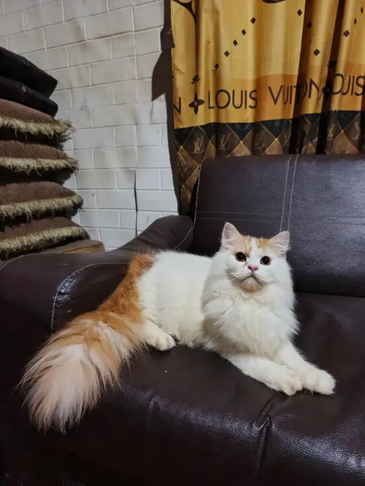 Kitten Flatnose bigbone gembull