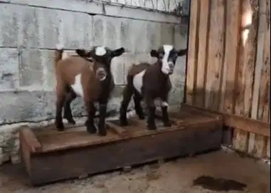 1 ekor anakan kambing mini pygmi 3-4 bulanan original full blood unik