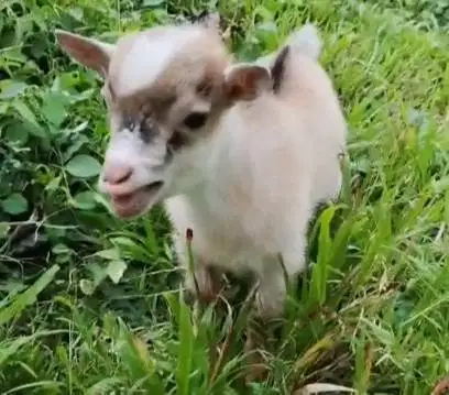 1 ekor anakan kambing mini pygmi 3-4 bulanan original full blood unik