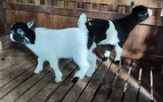 1 ekor anakan kambing mini pygmi 3-4 bulanan original full blood unik