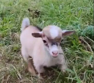 1 ekor anakan kambing pygmi mini 3-4 bulanan TB 30cm exotik kerdil ori
