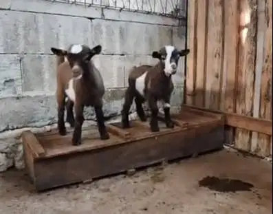 1 ekor anakan kambing pygmi mini 3-4 bulanan TB 30cm exotik kerdil ori