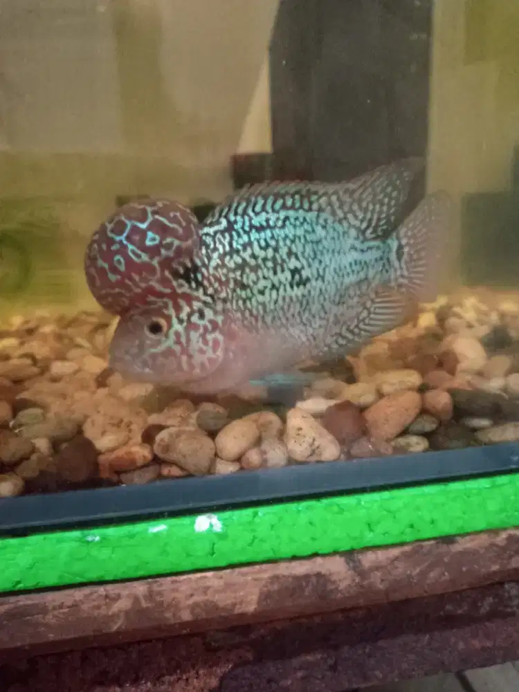 Jual ikan louhan kamfa f3 size 2 jari