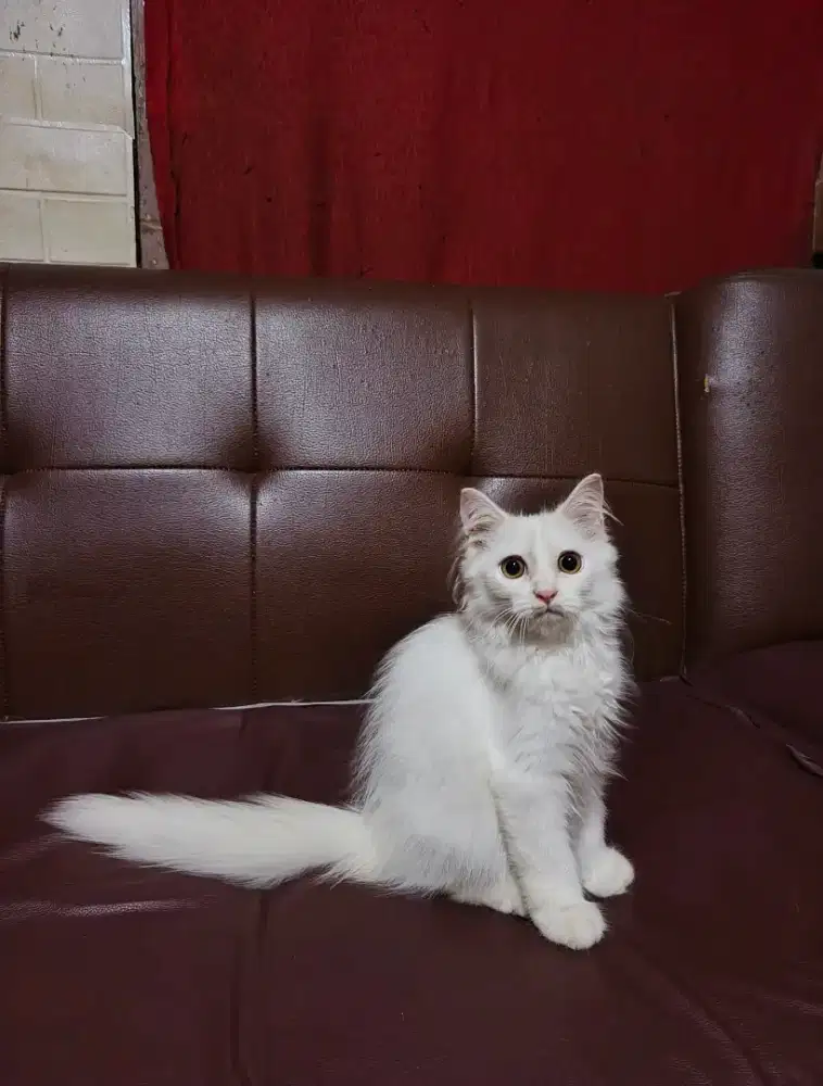 Kitten persia longhair