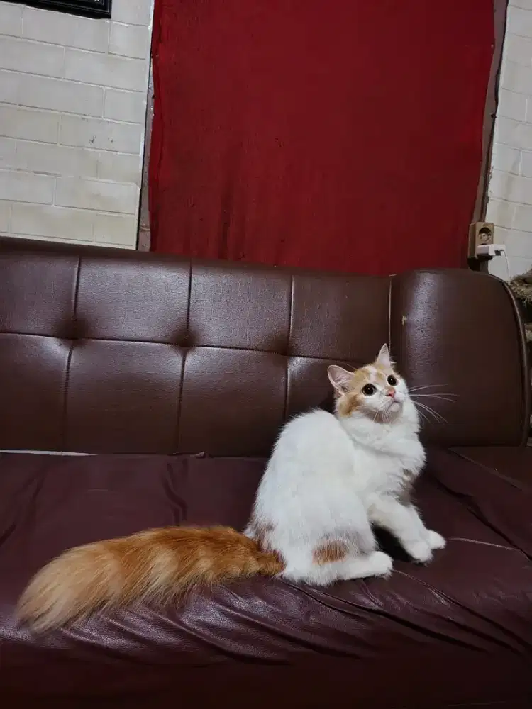 Kitten persia longhair