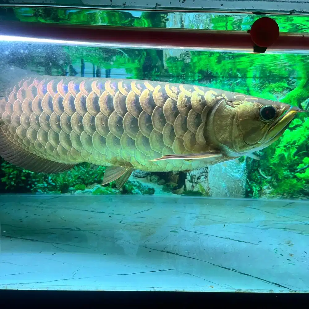 Arwana golden crossback