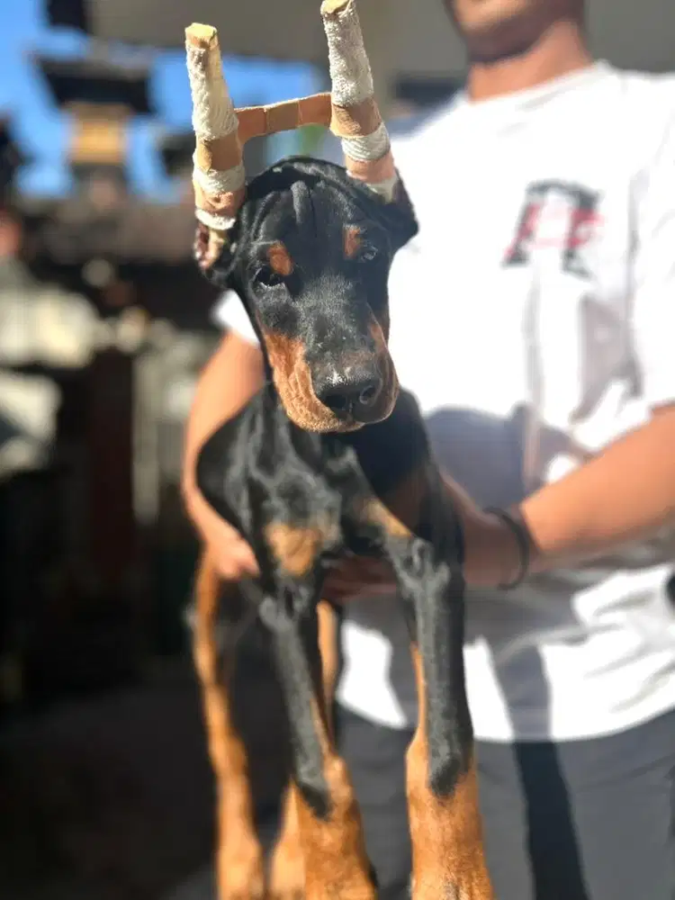 DOBERMANN ( INA.CH HULK VON FRANKENBURG SON )