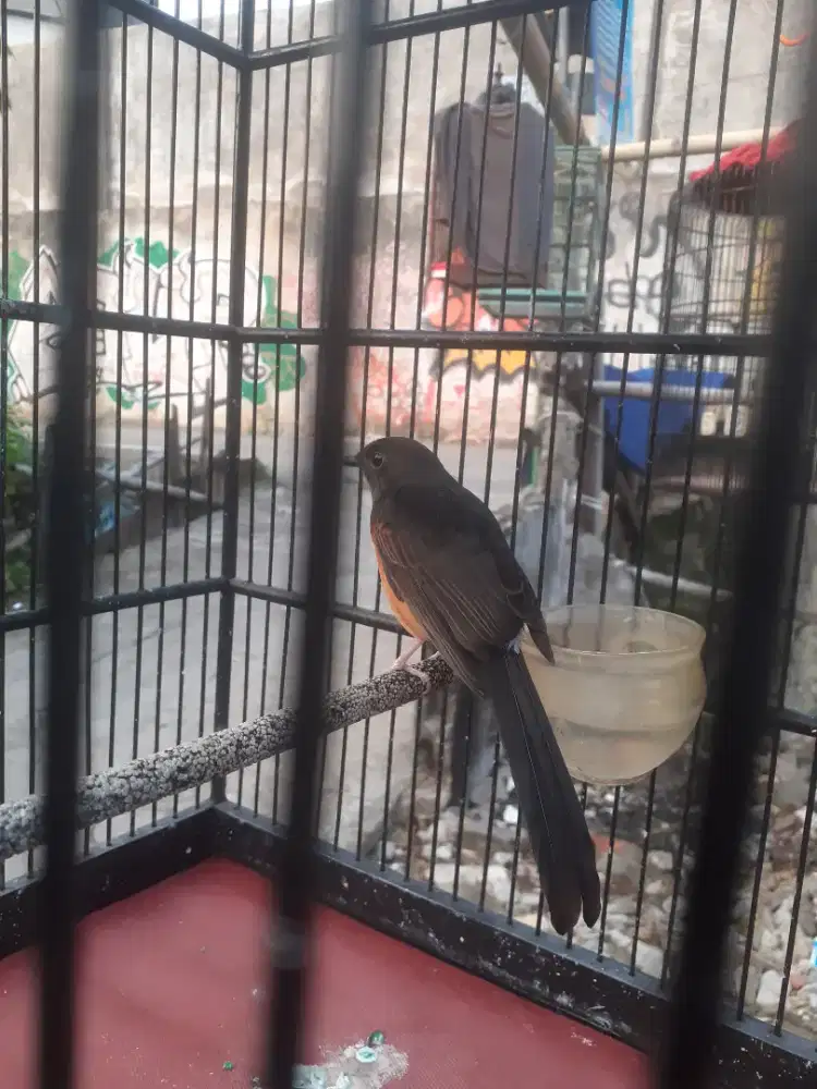 Jual burung muray ekor panjang betina siapan fulset
