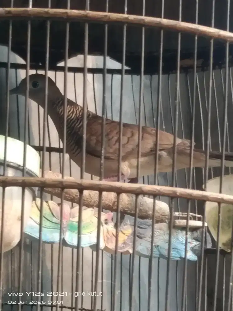 perkutut lokal alam mulai manggung vidio ada