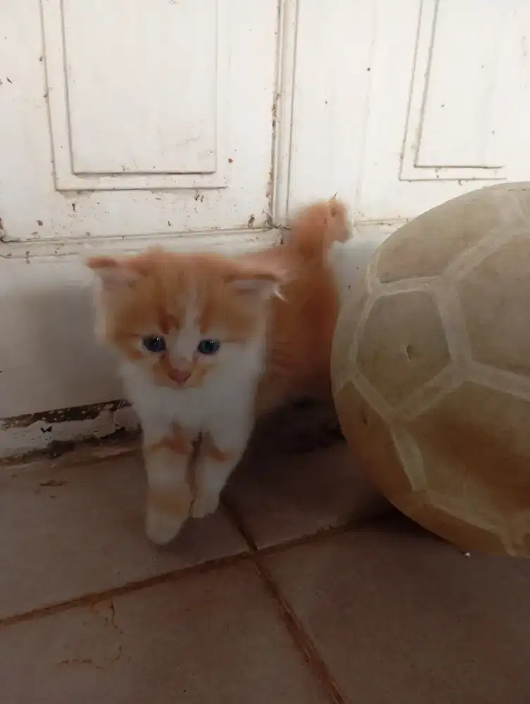 Di jual kucing anakk anggora