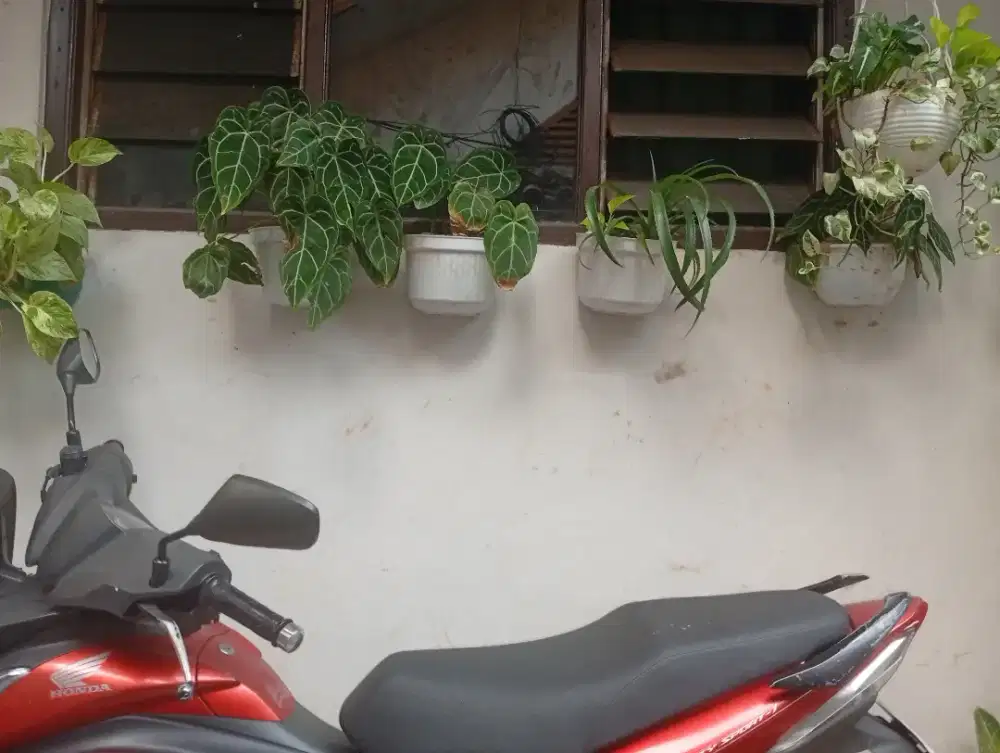Tanaman hias kuping gajah