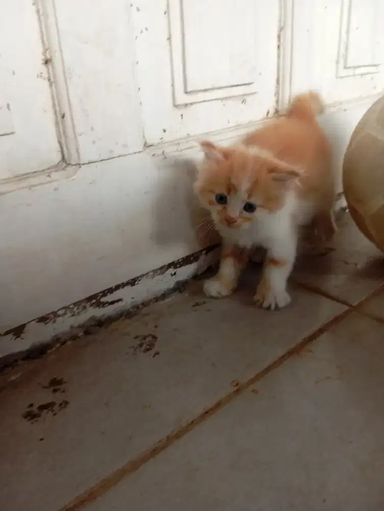 Anak kucing anggora