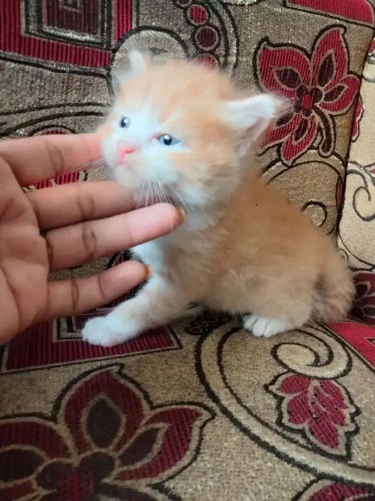 kucing oyen yg gembul