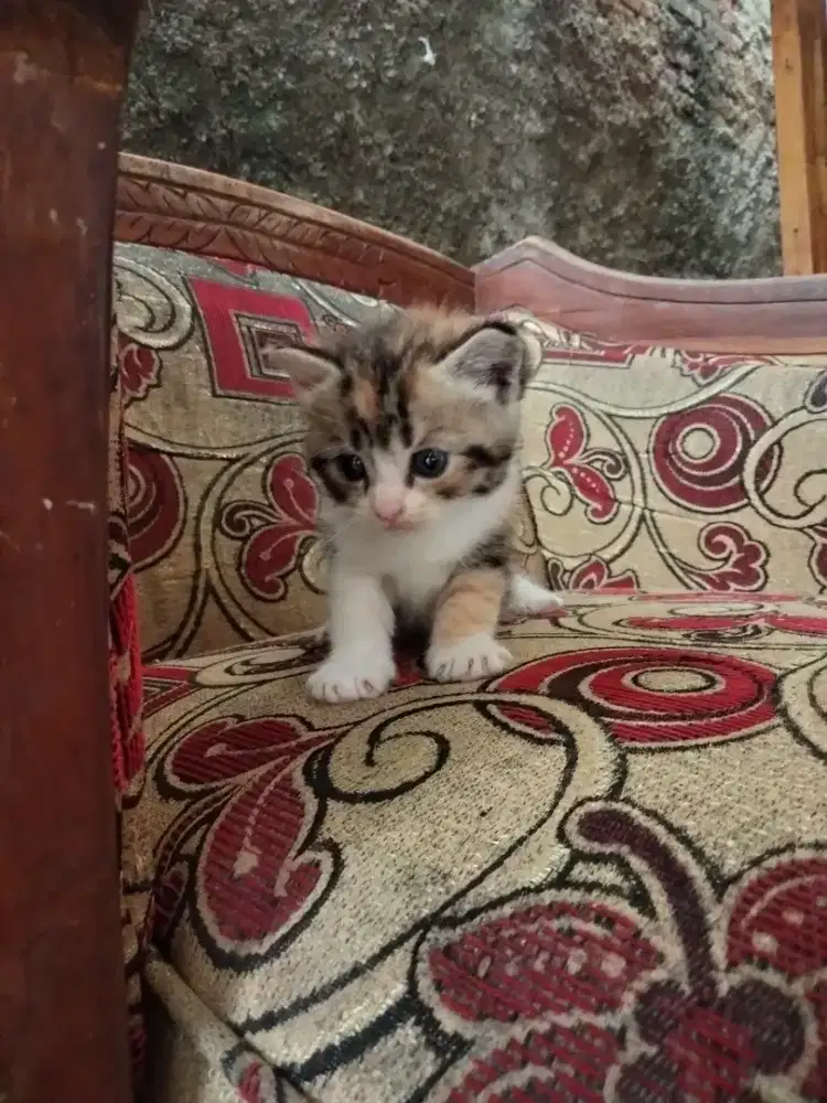 kucingnya berwarna 3 mata biru