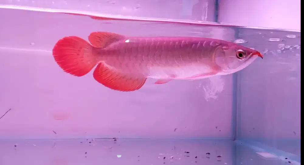 Arwana Super Red 25 cm