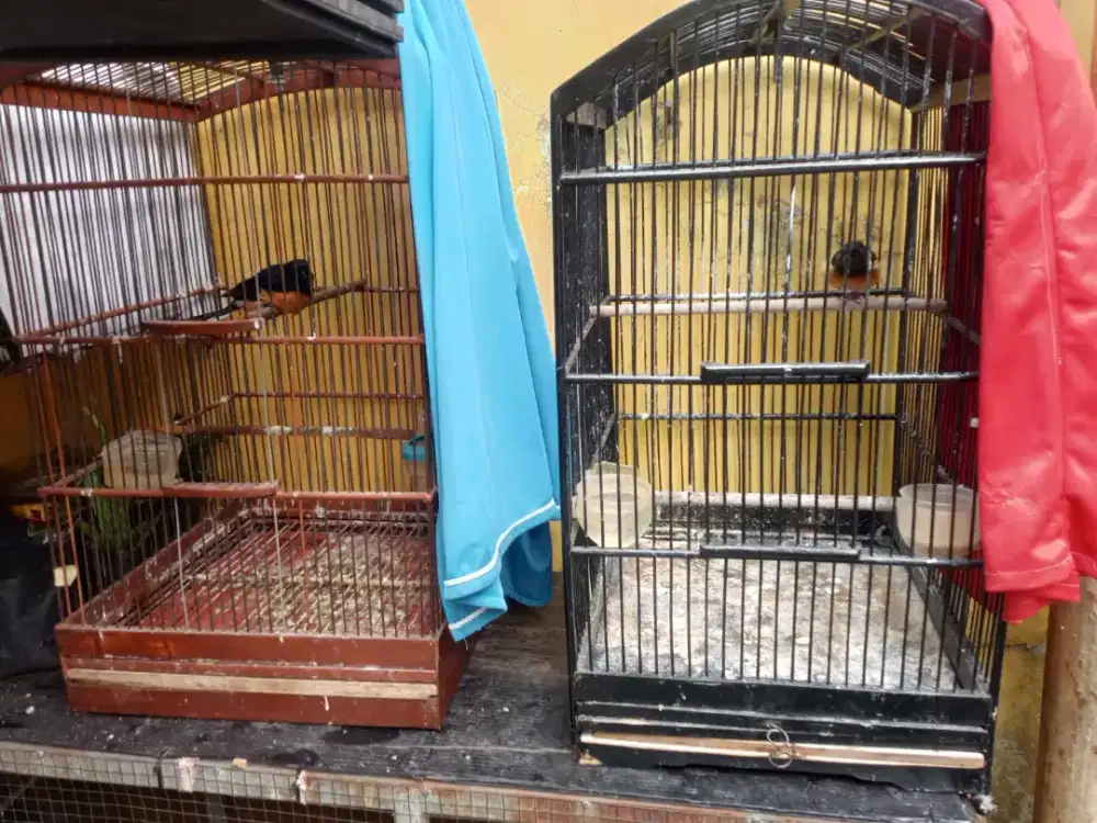 Burung Murai batu Trotol Jantan & Betina