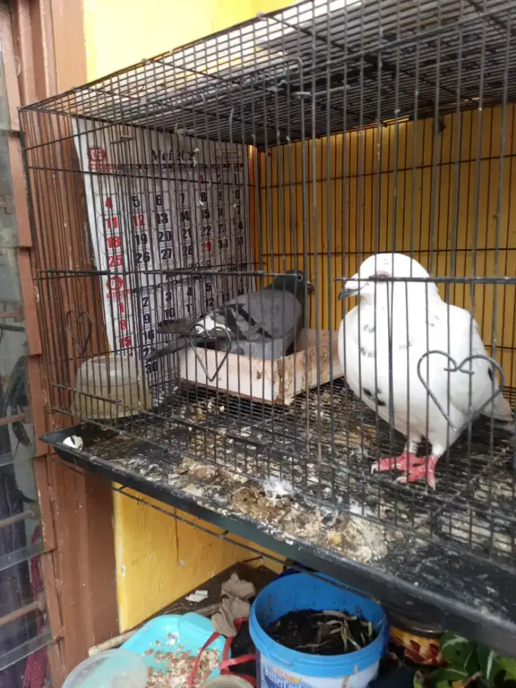 Burung Merpati Pos indukan sejodo bawa anak jantan 1