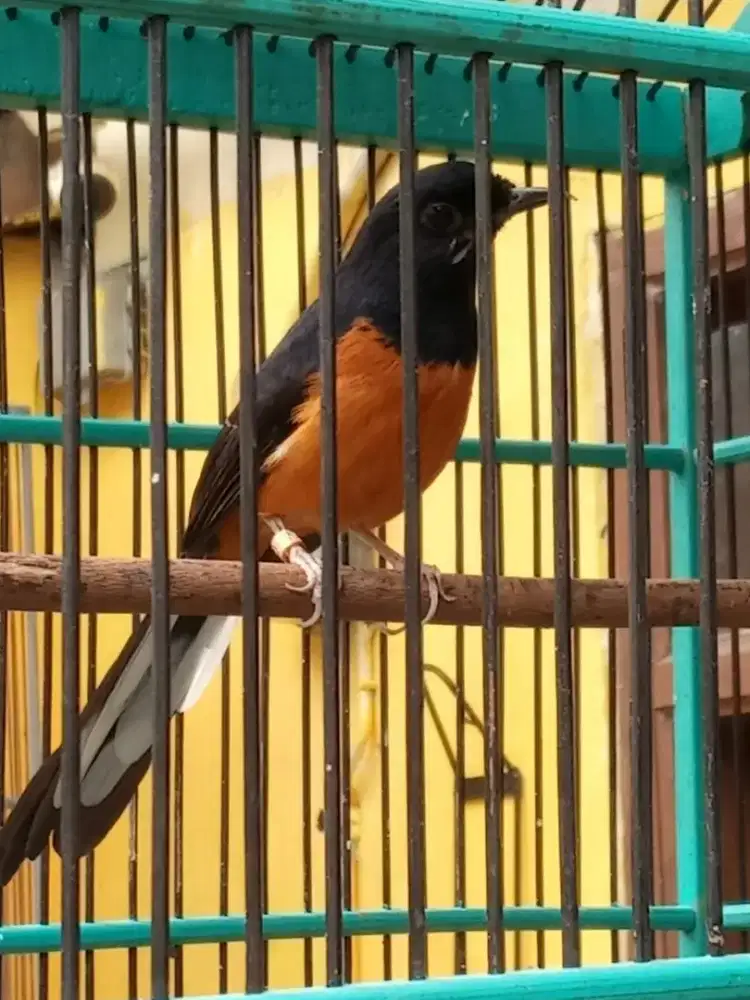 Murai Medan pastol ada blorok di bawah paruh